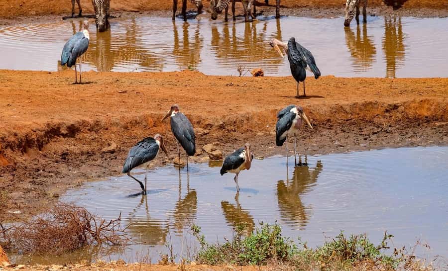 Mombasa: 3-Days 2-Nights Tsavo East and West Private Safari. - Day 3: Early Tsavo East drive, then return to the coast