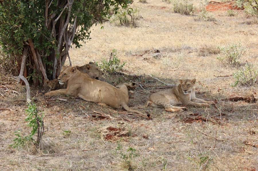 Mombasa: 3-Days 2-Nights Tsavo East and West Private Safari. - Private transport and why it matters more than you think