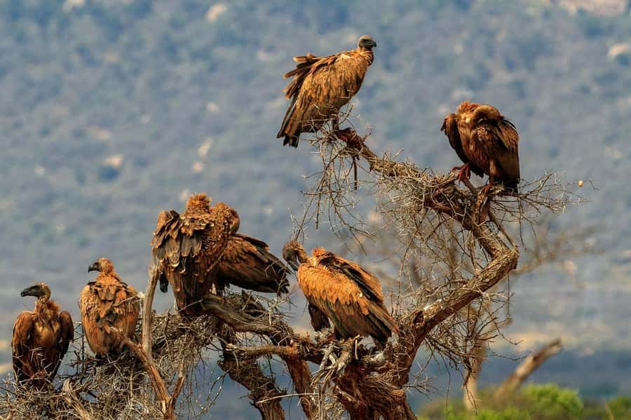 Mombasa: 3-Days 2-Nights Tsavo East and West Private Safari. - Meals, water, and lodge comfort inside the parks