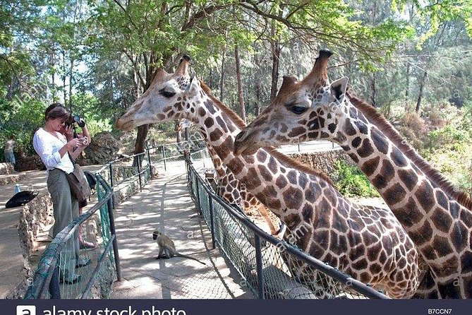 Mombasa city tour, Fort Jesus and Haller Park - Should you book this Mombasa city tour with Fort Jesus and Haller Park?