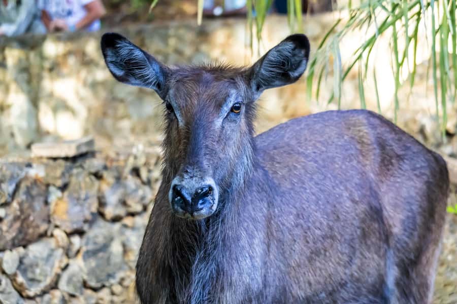 Mombasa City Tour: Fort Jesus Museum, Old Town & Haller Park - Haller Park Wildlife Sanctuary, Feeding Giraffes and Watching Hippos and Crocodiles
