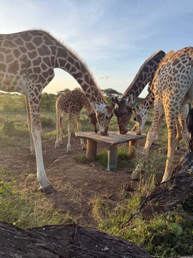 Mombasa Cultural & Wildlife Experience - Key highlights you can feel in the day