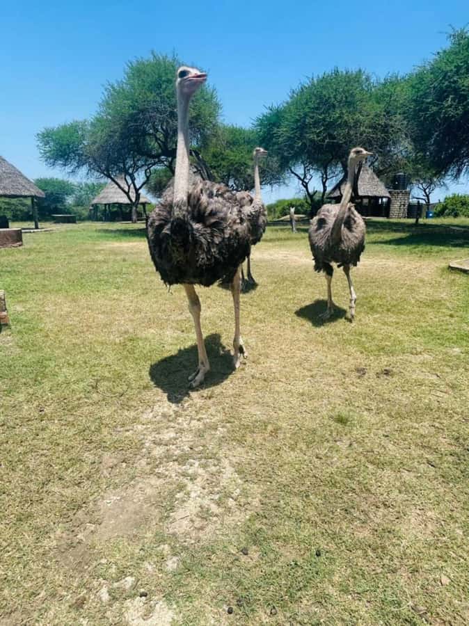 Mombasa Cultural & Wildlife Experience - The Weekday School Visit: Small Moments, Big Impact