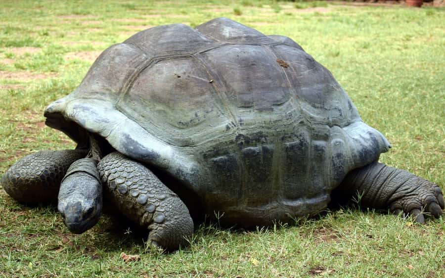 Mombasa: Discovery Day Tour and Haller Park - How this 9-hour route really works in Mombasa