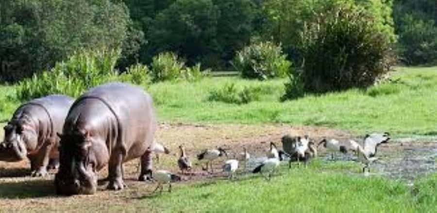 Mombasa: Discovery Day Tour and Haller Park - Dr. Rene Haller’s Nature Park: former quarries turned wildlife habitat