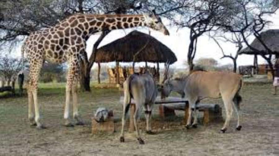 Mombasa: Discovery Day Tour and Haller Park - Guide quality in real life, with an eye on language fit