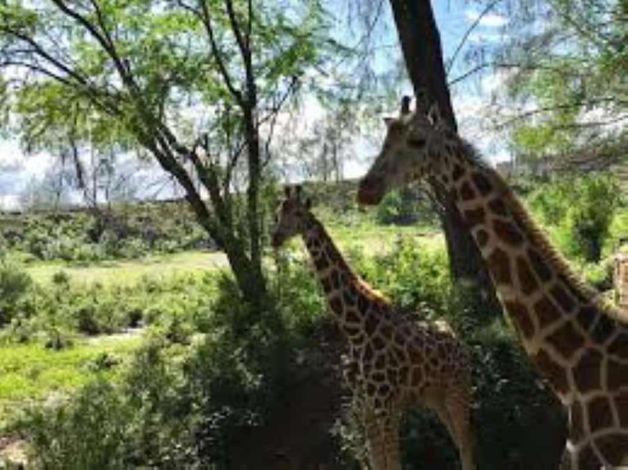 Mombasa: Discovery Day Tour and Haller Park - Who this tour suits best, and who might not love it