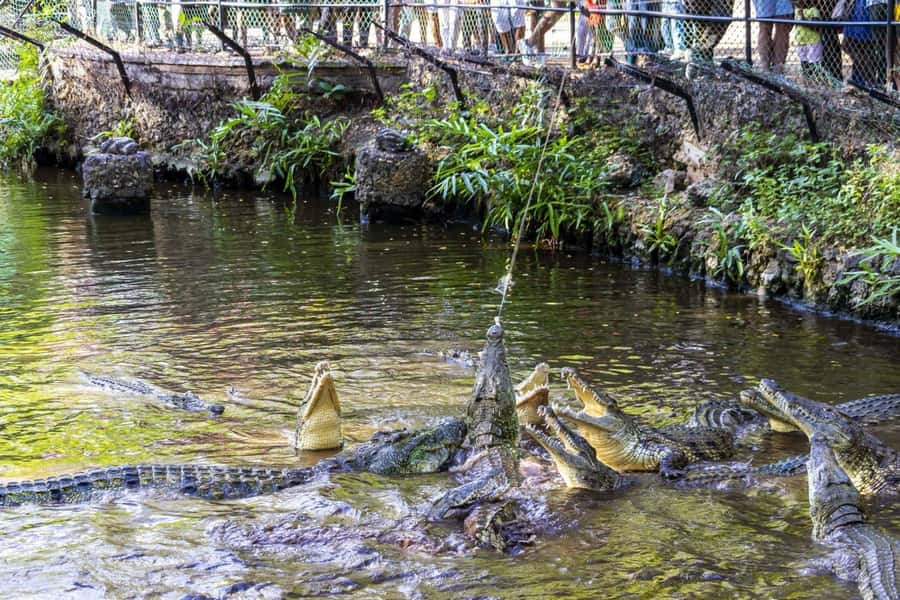Mombasa: Discovery Day Tour and Haller Park - Spice markets, religious sites, and the daily rhythm of Mombasa