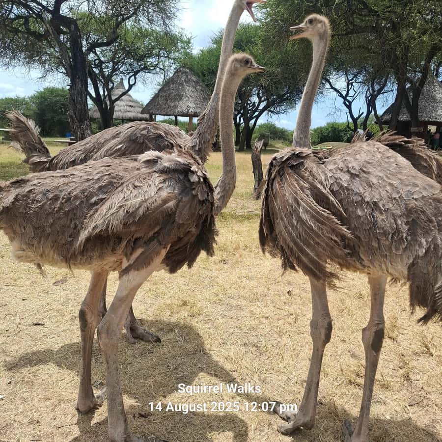 MOMBASA:FortJesus,OldCity,GiraffeOstrich,Oryx,Eland,WildTour - Key highlights at a glance