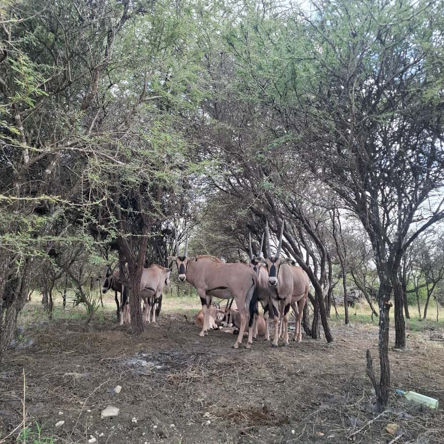 MOMBASA:FortJesus,OldCity,GiraffeOstrich,Oryx,Eland,WildTour - Nguuni Nature Sanctuary: close wildlife viewing with conservation context
