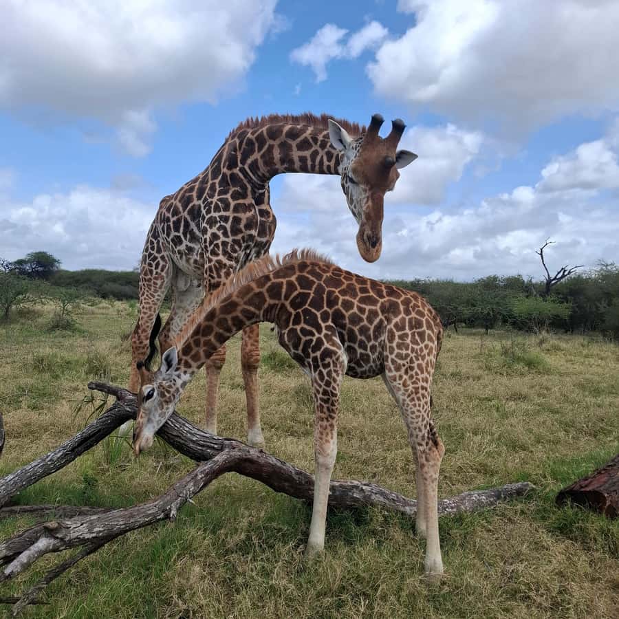 MOMBASA:FortJesus,OldCity,GiraffeOstrich,Oryx,Eland,WildTour - Elephant Tusks and the pace balance: how the day feels in motion