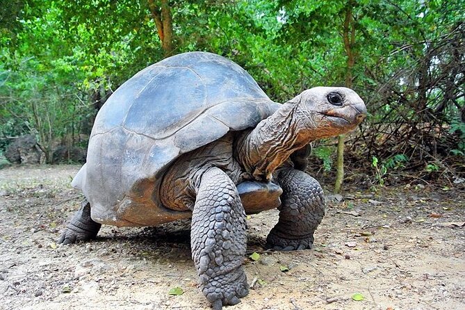 Mombasa Full Day Tour - Who Should Book This Tour (And Who Might Not)