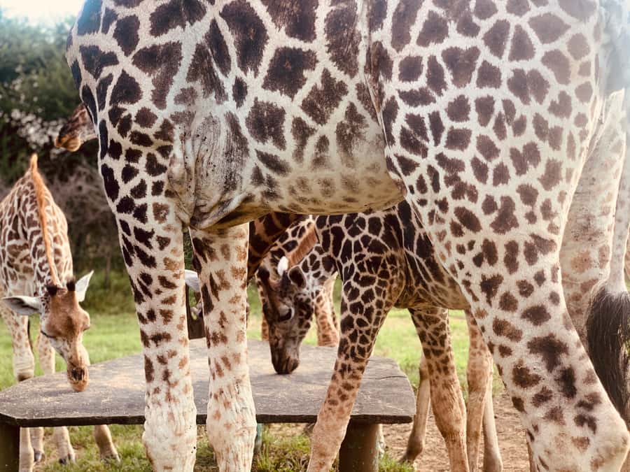 Mombasa: Guided Nature Walk Amongst Giraffes - Key things to know before you go