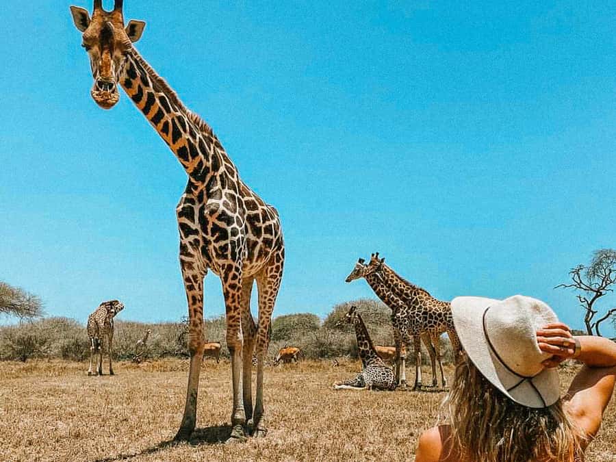 Mombasa: Guided Nature Walk Amongst Giraffes - Nguuni Nature Sanctuary: why this Mombasa giraffe walk feels different