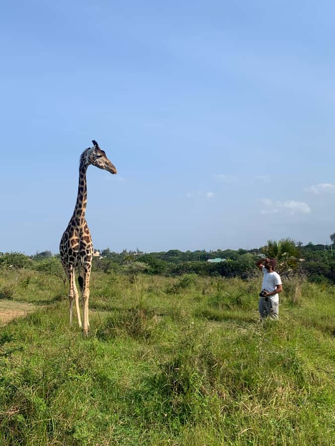 Mombasa: Guided Nature Walk Amongst Giraffes - Should you book this guided nature walk among giraffes?