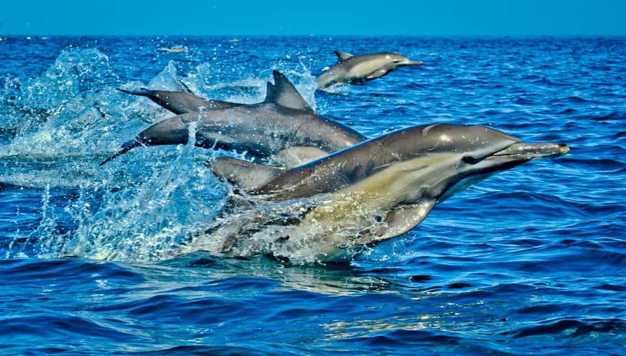 Mombasa: Kisite Park Private Cruise with Breakfast and Lunch - Key highlights that make this cruise worth your time