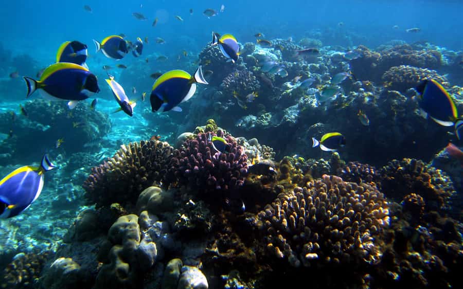 Mombasa: Kisite Park Private Cruise with Breakfast and Lunch - Wasini Island: coral garden, mangroves, and a Swahili seafood lunch