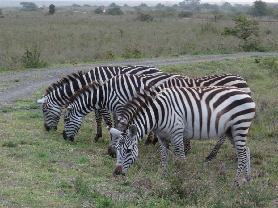 Mombasa: Tsavo East National Park Day Trip with Lunch - Key things that make this safari tick