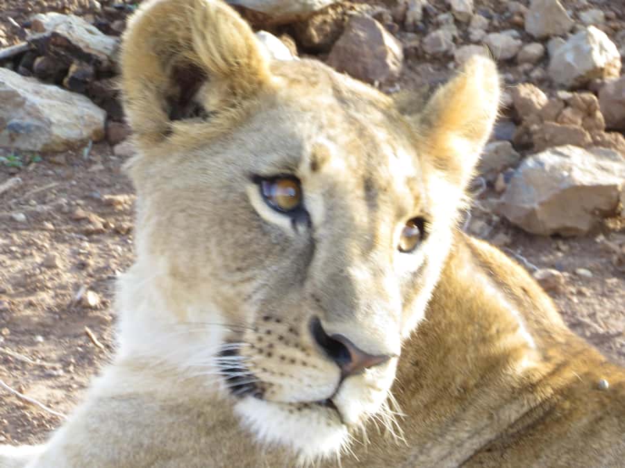 Mombasa: Tsavo East National Park Day Trip with Lunch - Tsavo East in a single day from Mombasa