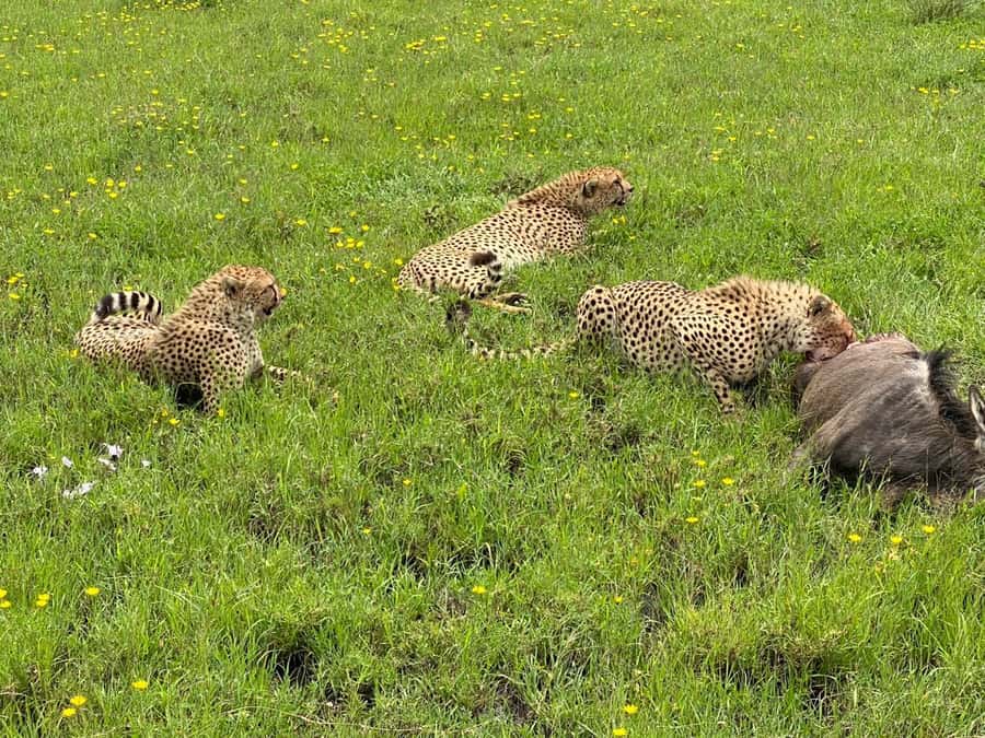 Mombasa: Tsavo East National Park Day Trip with Lunch - Game drive time: elephants, rhinos, and the lion question