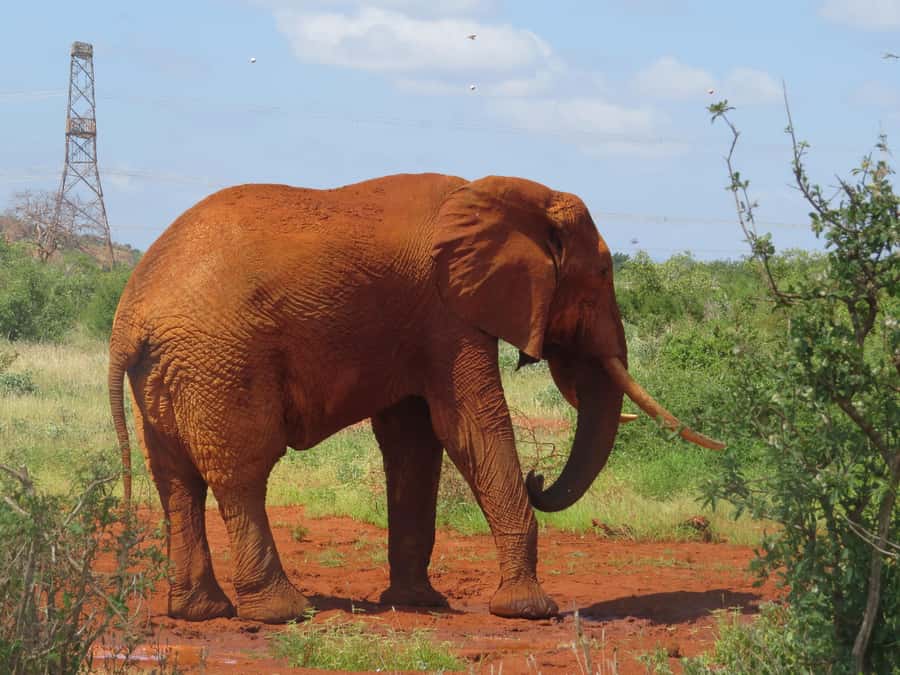 Mombasa: Tsavo East National Park Day Trip with Lunch - Guides: friendliness matters, and effort shows