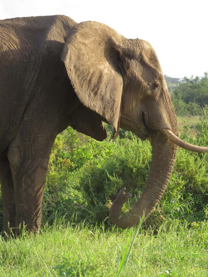 Mombasa: Tsavo East National Park Day Trip with Lunch - Vehicle comfort and dust control: the one area to think about