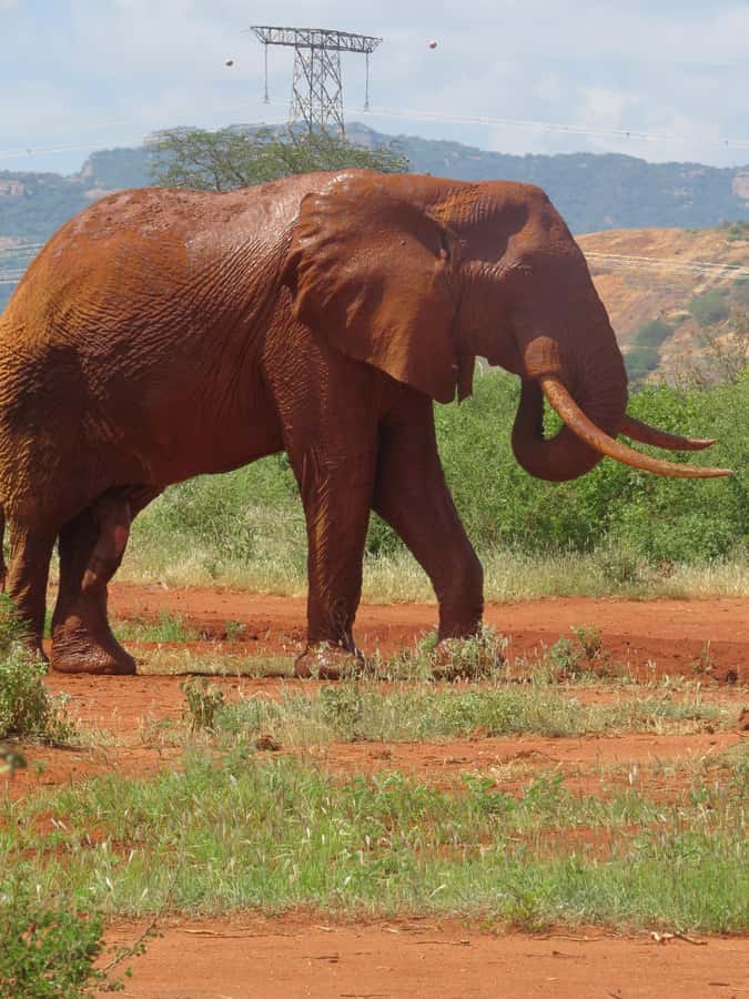 Mombasa: Tsavo East National Park Day Trip with Lunch - Price and value: what $153 covers (and what it doesn’t)