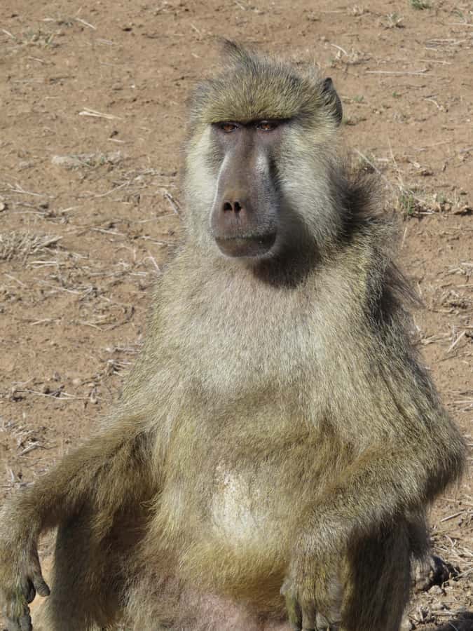 Mombasa: Tsavo East National Park Day Trip with Lunch - Pickup, drive time, and when wildlife odds improve