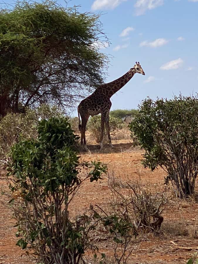 Mombasa: Tsavo East Ngutuni Sanctuary Overnight Safari - Key takeaways before you go