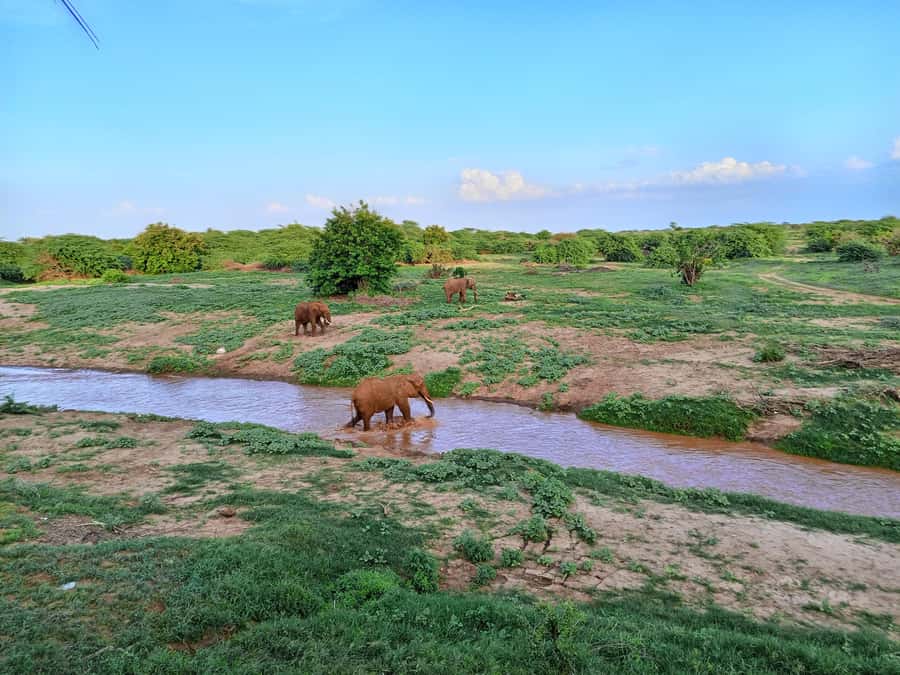 Mombasa: Tsavo East Ngutuni Sanctuary Overnight Safari - Arriving in Kenya’s wildlife zone: pickup timing that actually matters