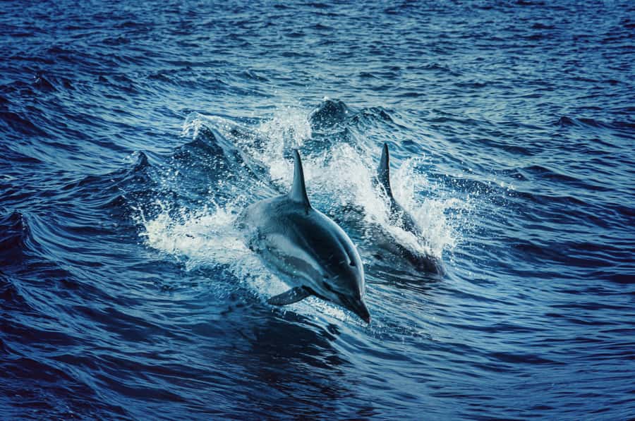 Mombasa: Wasini Dolphin Tour - What the day feels like in practice: pacing, groups, and comfort