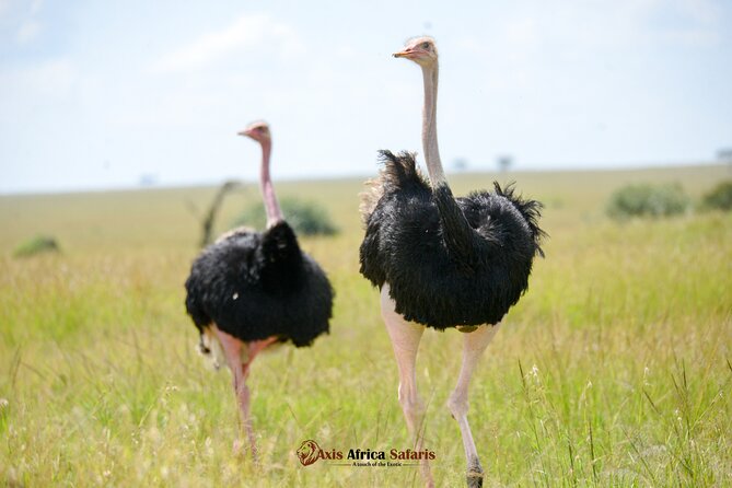Multi Day Masai Mara Lake Nakuru Park Hellsgate Park Tour - Key highlights