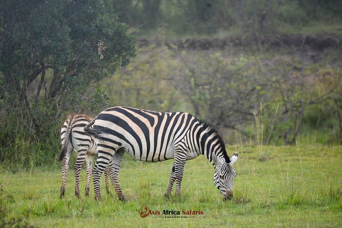 Multi Day Masai Mara Lake Nakuru Park Hellsgate Park Tour - Why This 5-Day Kenya Route Works So Well