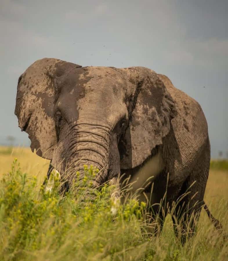 Nairobi: 3-Day Amboseli National Park Shared Safari Package - Key highlights to know before you go