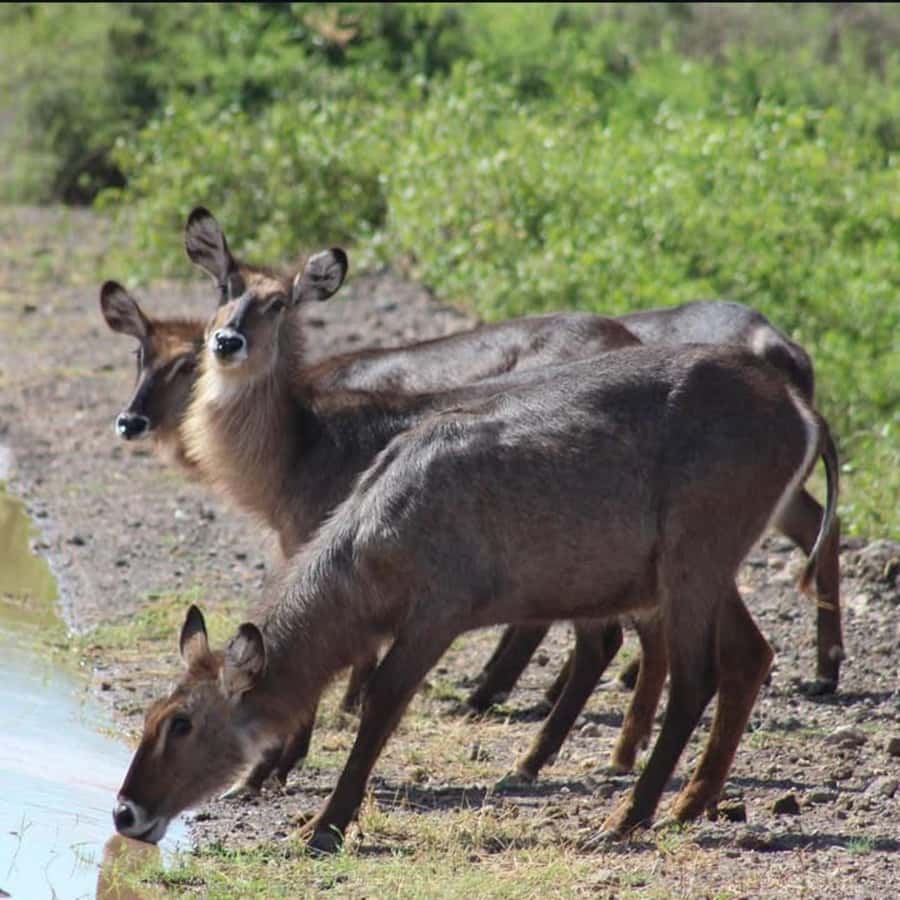 Nairobi: 3-Day Amboseli National Park Shared Safari Package - Price and value: what $427 covers, and what it does not