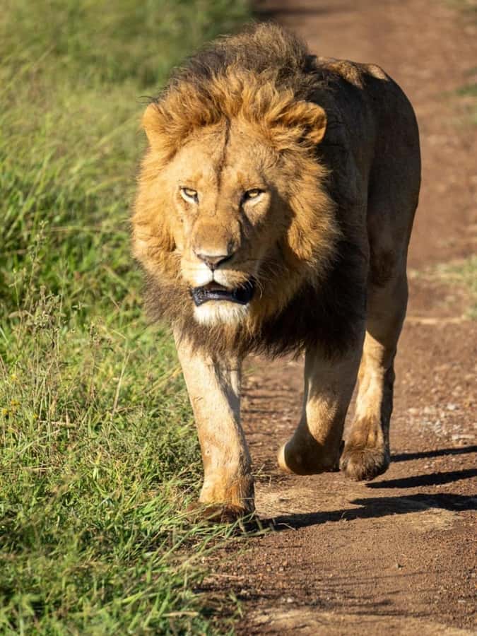 Nairobi: 3-Day Amboseli National Park Shared Safari Package - Open-roof shared safari van: great for views, less great for comfort
