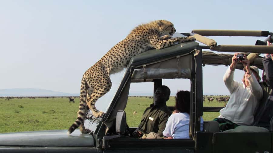 Nairobi: 3-Day Maasai Mara Group Tour with 4X4 Jeep Safari - Day 2 in the Mara plains, gnu migration, hippos on the Mara River