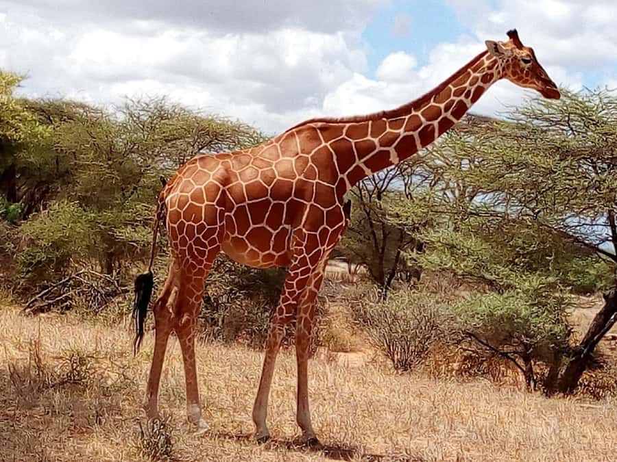 Nairobi: 3-Day Maasai Mara Safari - Day 3: one more game drive, then a calm exit