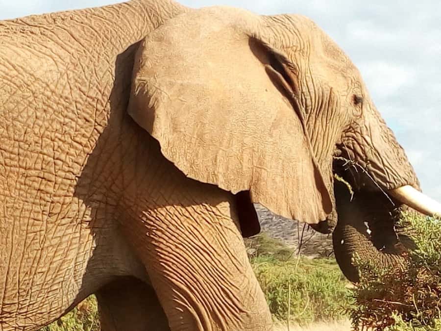 Nairobi: 3-Day Maasai Mara Safari - Where you sleep: self-contained tented rooms and the camp rhythm