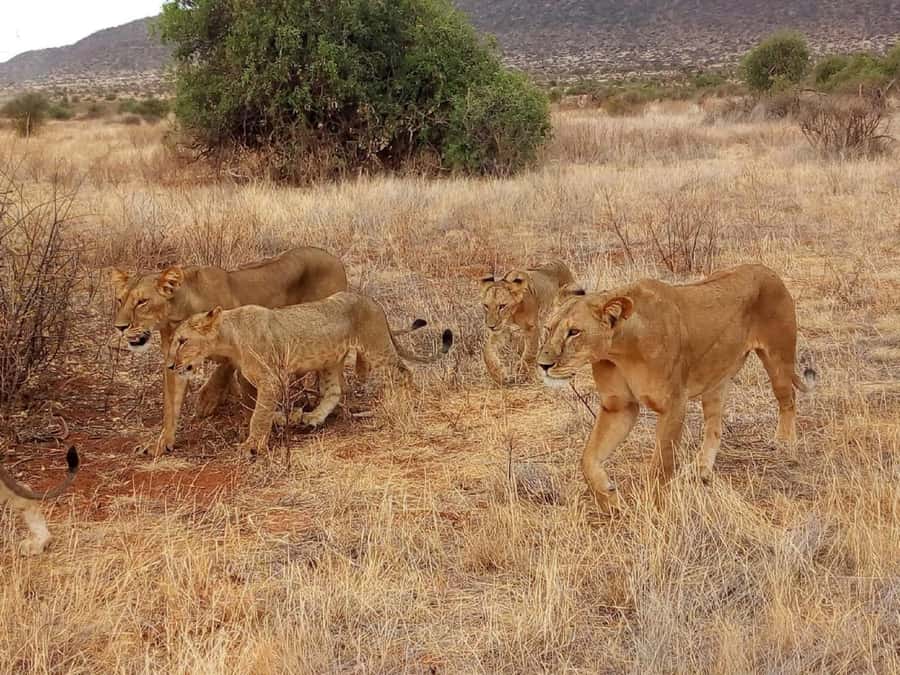 Nairobi: 3-Day Maasai Mara Safari - Your guide, languages, and what small-group really buys you