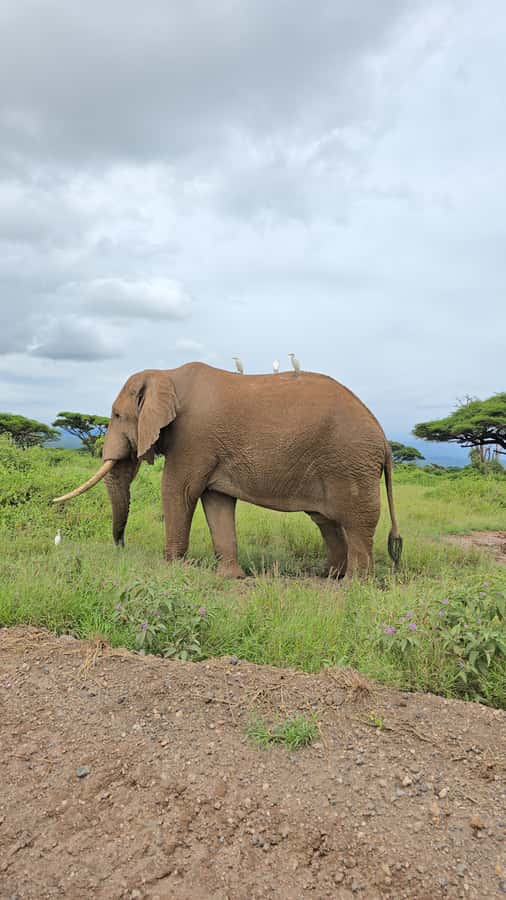 Nairobi: 3-Days 2-Nights Maasai Mara Group Safari in 4x4 - Mara River hippos and crocodiles: the moment the story turns to survival