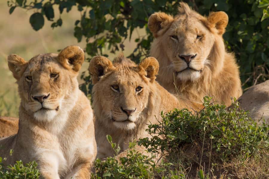 Nairobi: 3-Days 2-Nights Maasai Mara Group Safari in 4x4 - Price and value: $240 base plus park fees, and how to calculate your real cost