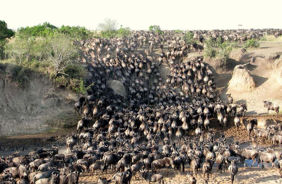 Nairobi: 3-Days 2-Nights Maasai Mara Group Safari in 4x4 - Day 1 evening game drive (4pm to 6:30pm): where the action often starts