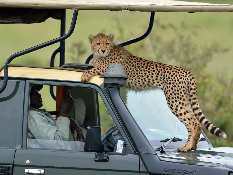 Nairobi: 4-Day Maasai Mara & Lake Nakuru Camping Safari - Evening game drive in Maasai Mara: the warm-up that sets expectations