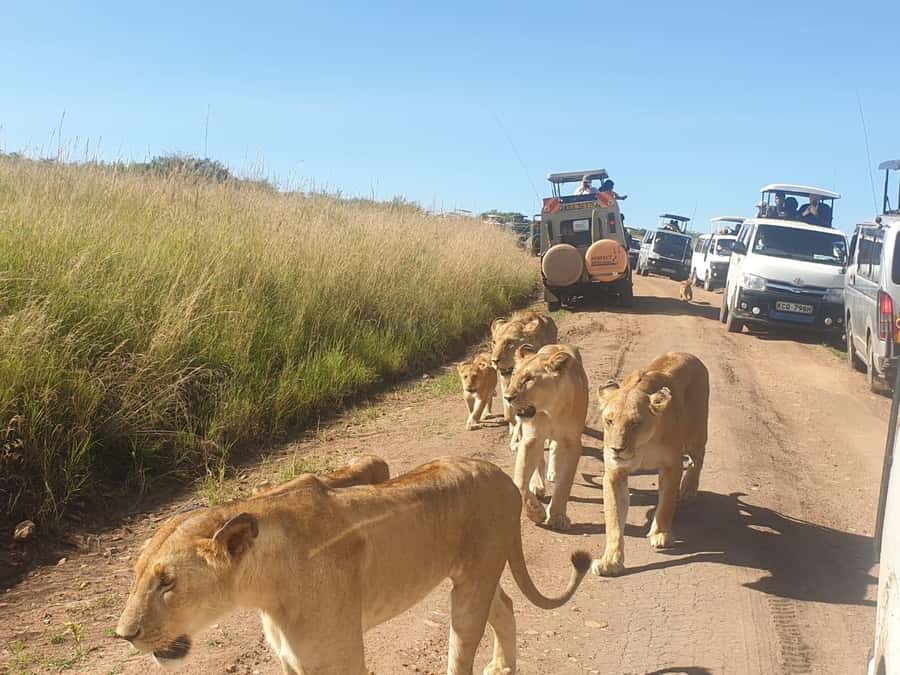 Nairobi: 4 Day Masai Mara and Lake Nakuru Camping Safari - Key highlights you should actually care about