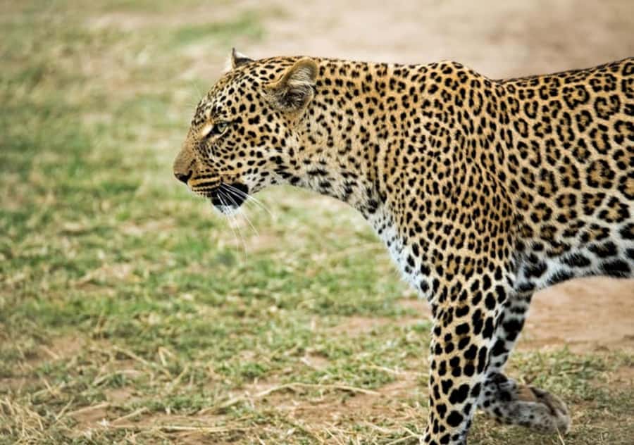 Nairobi: 4 Day Masai Mara and Lake Nakuru Camping Safari - A 4-day Maasai Mara and Lake Nakuru safari that feels efficient, not rushed