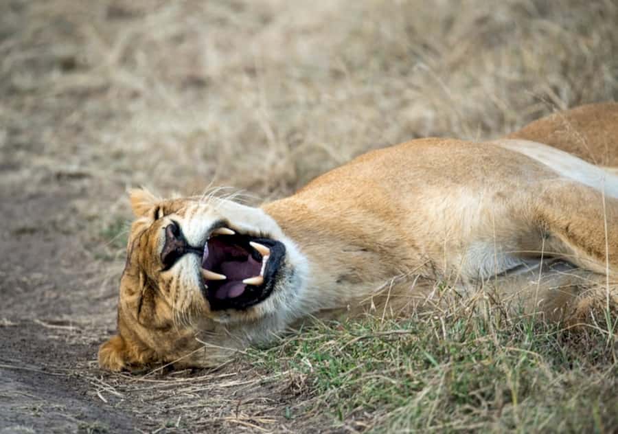 Nairobi: 4 Day Masai Mara and Lake Nakuru Camping Safari - Day 2 Full day Maasai Mara game drive: Mara River, predators, and migration country