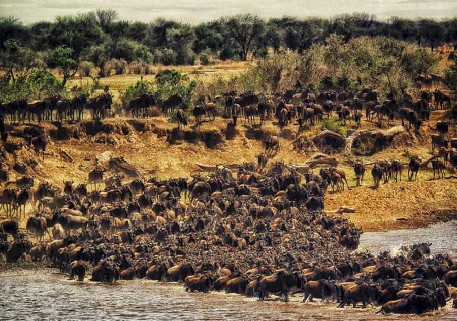 Nairobi: 4 Day Masai Mara and Lake Nakuru Camping Safari - Price and park fees: how to estimate your true cost in low vs high season