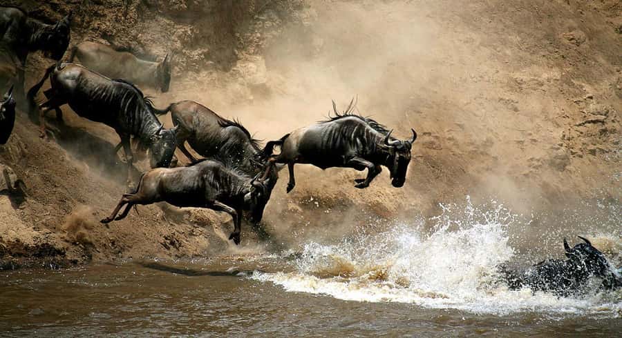 Nairobi: 4 Days Masai Mara & Lake Nakuru 4WD Camping Safari - Key points worth knowing before you go