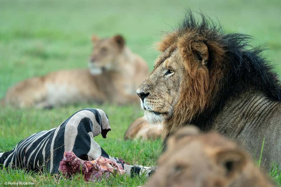 Nairobi: 4 Days Masai Mara & Lake Nakuru 4WD Camping Safari - Day 1: Nairobi to Masai Mara, Rift Valley views and your first dusk drive